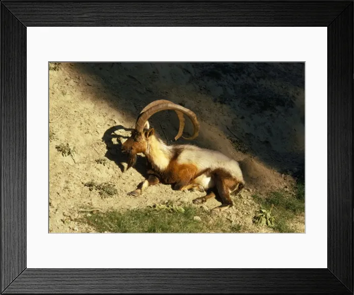 Framed Print : Wild Goat - male Cretan Wild Goat