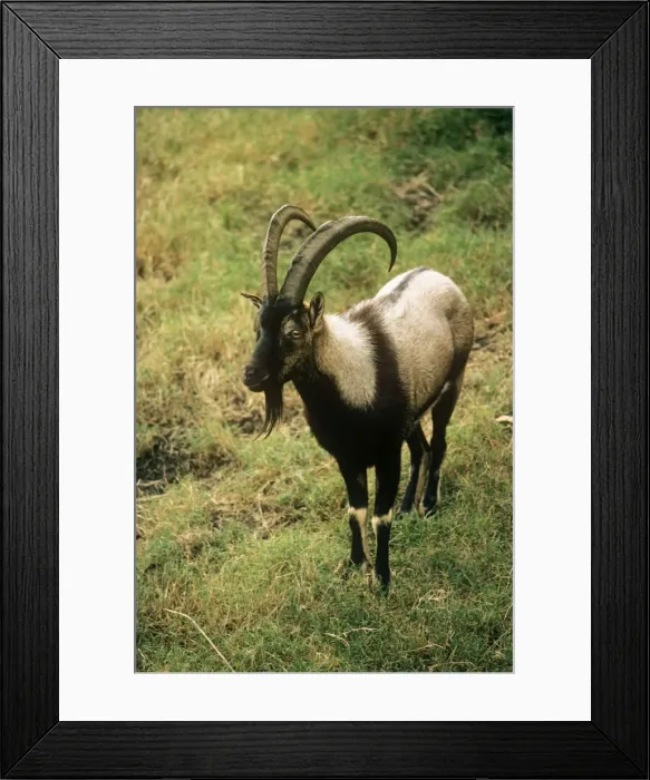Framed Print : Wild Goat - male Cretan Wild Goat Framed Print : Wild Goat - male Cretan Wild Goat