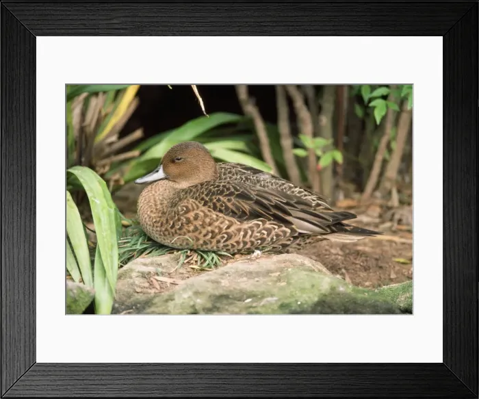 Framed Print : Kerguelen / Eaton's Pintail Duck - male, eclipse plumage Framed Print : Kerguelen / Eaton's Pintail Duck - male, eclipse plumage