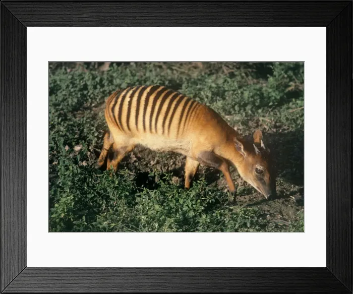 Framed Print : Zebra Duiker - male foraging Framed Print : Zebra Duiker - male foraging