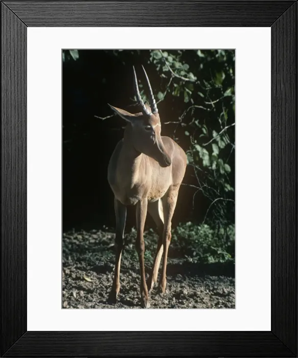 Framed Print : Hirola / Hunter's Hartebeest Framed Print : Hirola / Hunter's Hartebeest