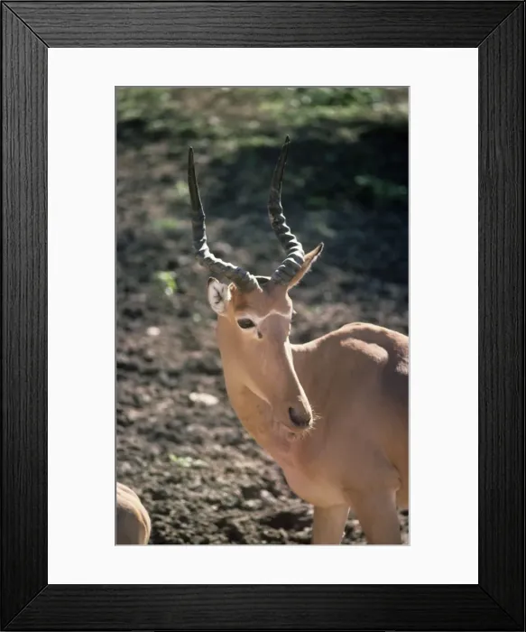 Framed Print : Hirola / Hunter's Hartebeest formerly: Damaliscus hunteri Framed Print : Hirola / Hunter's Hartebeest formerly: Damaliscus hunteri