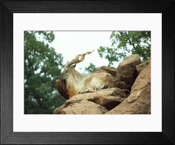 Framed Print : Tadjik Markhor - resting Framed Print : Tadjik Markhor - resting