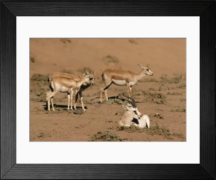 Framed Print : Persian Goitered Gazalle KF 6997 Gazella s. subgutturos © Kenneth W. Fink / ARDEA LONDON Framed Print : Persian Goitered Gazalle KF 6997 Gazella s. subgutturos © Kenneth W. Fink / ARDEA LONDON