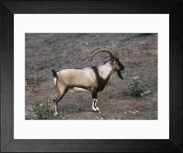 Framed Print : Wild Goat - male Cretan Wild Goat Framed Print : Wild Goat - male Cretan Wild Goat
