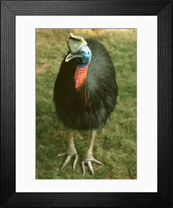 Framed Print : Wattled Cassowary KF 7354 Casuarius © Kenneth W. Fink / ARDEA LONDON Framed Print : Wattled Cassowary KF 7354 Casuarius © Kenneth W. Fink / ARDEA LONDON