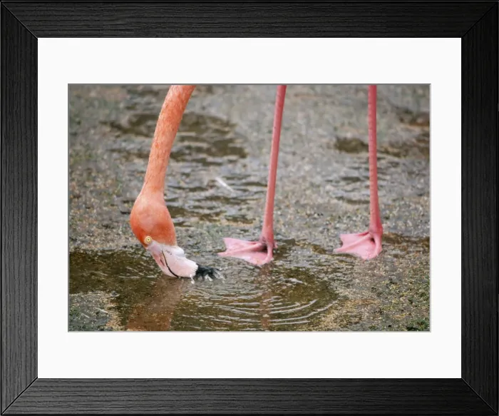 Framed Print : Caribbean Flamingo KF 7655 Shows feeding action Phoenicoptrus r. ruber © Kenneth W. Fink ARDEA LONDON Framed Print : Caribbean Flamingo KF 7655 Shows feeding action Phoenicoptrus r. ruber © Kenneth W. Fink ARDEA LONDON