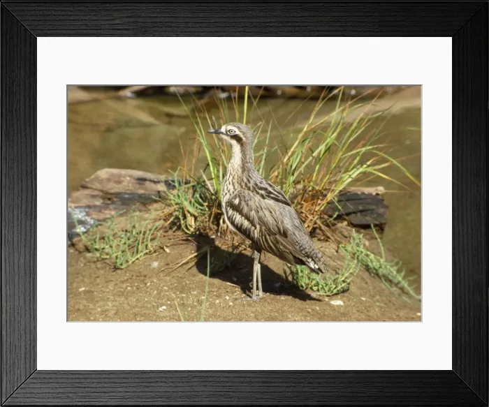 Framed Print : Southern Stone Curlew