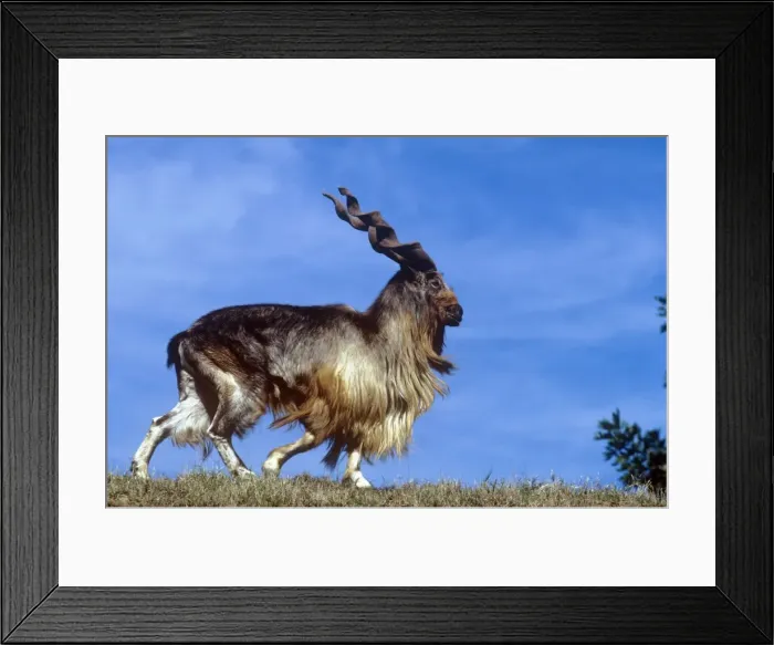 Framed Print : Tadjik Markhor - male running Framed Print : Tadjik Markhor - male running