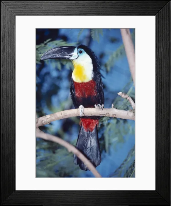 Framed Print : Channel billed Toucan KF 8016 Ramphastos v. vitellinus © Kenneth W. Fink  /  ARDEA LONDON