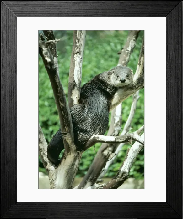 Framed Print : North American River Otter KF 8024 Lutra c. canadensis - North America © Kenneth W. Fink ARDEA LONDON Framed Print : North American River Otter KF 8024 Lutra c. canadensis - North America © Kenneth W. Fink ARDEA LONDON