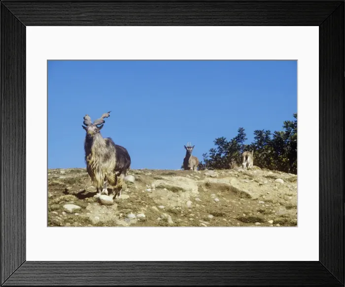 Framed Print : Tadjik Markhors - male in foreground & females in background Framed Print : Tadjik Markhors - male in foreground & females in background