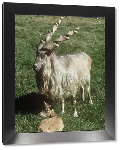 Straight-horned Markhor - male with juvenile 