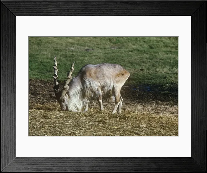 Framed Print : Straight-horned Markhor - male Framed Print : Straight-horned Markhor - male