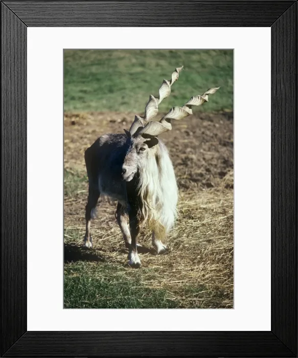 Framed Print : Straight-horned Markhor - male Framed Print : Straight-horned Markhor - male