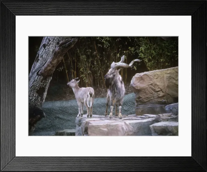 Framed Print : Tadjik Markhors - female & male Framed Print : Tadjik Markhors - female & male