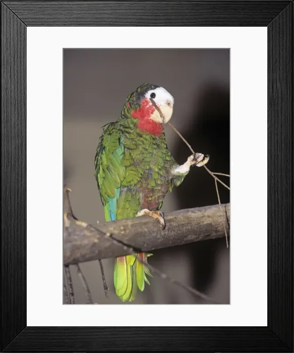 Framed Print : Cuban Amazon Parrot - holding twig Framed Print : Cuban Amazon Parrot - holding twig
