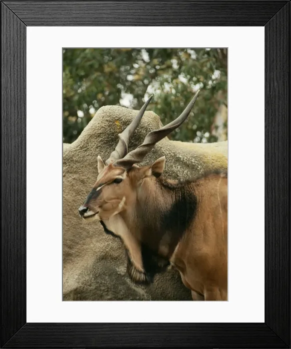 Framed Print : Giant Eland KFO 1161 Sudan, Central Africa, Zaire. Taurotragus derbianus gigas © Kenneth W. Fink / ARDEA LONDON Framed Print : Giant Eland KFO 1161 Sudan, Central Africa, Zaire. Taurotragus derbianus gigas © Kenneth W. Fink / ARDEA LONDON