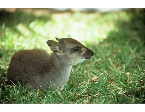 Blue Duiker - adult male sitting on grass West Central to South Africa
