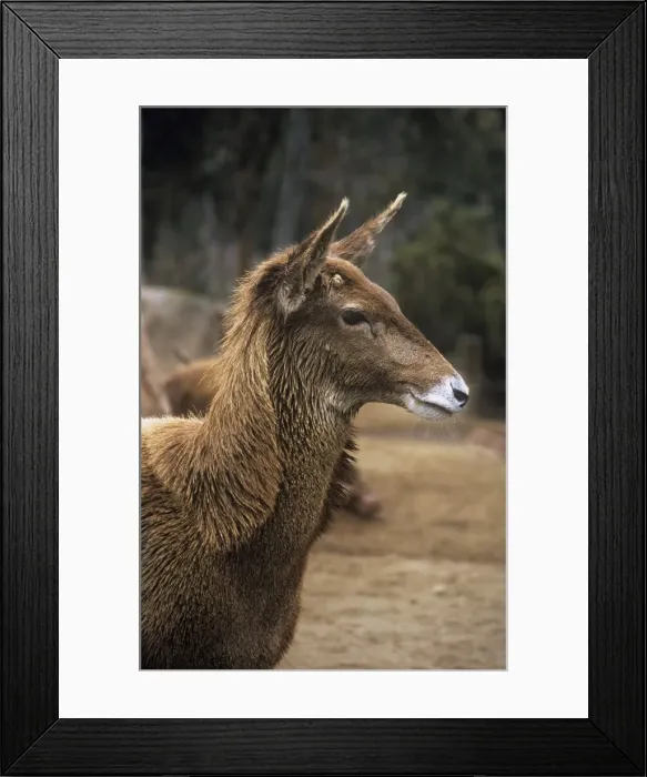 Framed Print : Thorold's / White-lipped Deer - female, showing heavy neck mane Framed Print : Thorold's / White-lipped Deer - female, showing heavy neck mane