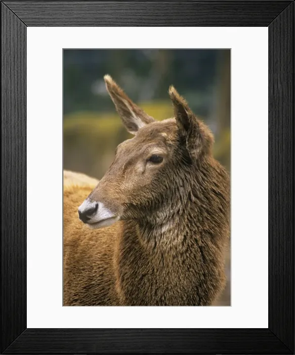 Framed Print : Thorold's / White-lipped Deer - female Tibet & China Framed Print : Thorold's / White-lipped Deer - female Tibet & China