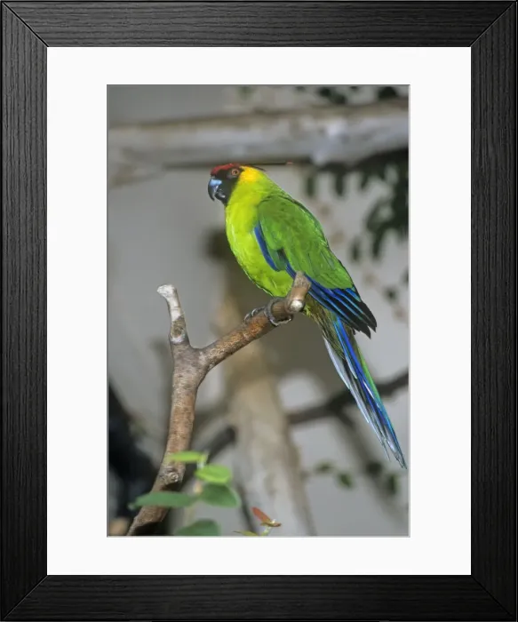 Framed Print : Horned Parakeet Framed Print : Horned Parakeet