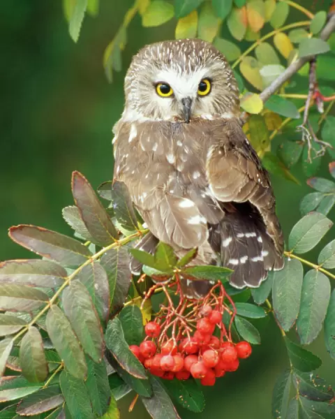 Saw-whet Owl - perched in Rowan tree