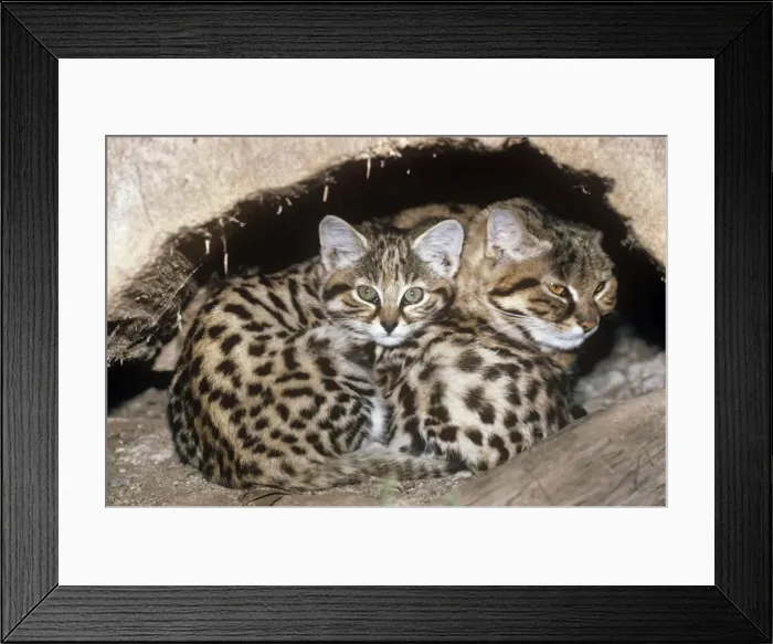 Framed Print : Black-footed Cat / Small Spotted Cat - at den Framed Print : Black-footed Cat / Small Spotted Cat - at den