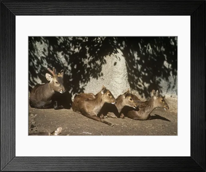 Framed Print : Bawean / Kuhl's Deer - male (left) and female deer resting Framed Print : Bawean / Kuhl's Deer - male (left) and female deer resting