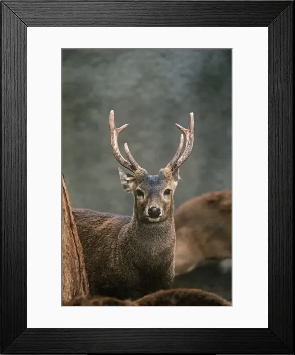 Framed Print : Bawean / Kuhl's Deer - male Framed Print : Bawean / Kuhl's Deer - male