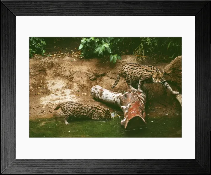 Framed Print : Fishing Cats KFO 567 Range: India, South East Asia, Java, Sumatra, South China. Felis / prionailurus viverrinus © M. Watson / ARDEA LONDON Framed Print : Fishing Cats KFO 567 Range: India, South East Asia, Java, Sumatra, South China. Felis / prionailurus viverrinus © M. Watson / ARDEA LONDON