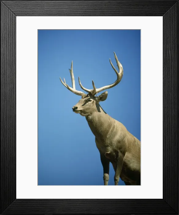 Framed Print : Bactirian Red Deer - stag Framed Print : Bactirian Red Deer - stag