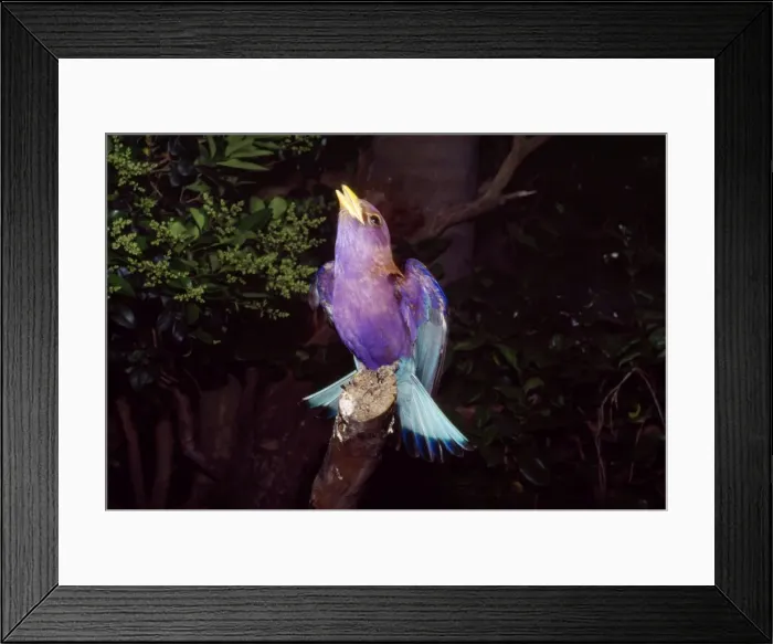 Framed Print : Broadbilled Roller Distribution: Africa, south of Sahara, Madagascar