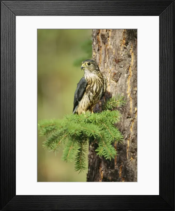 Framed Print : Merlin KFO 865 Falco columbarius columbarius © Kenneth W. Fink / ARDEA LONDON Framed Print : Merlin KFO 865 Falco columbarius columbarius © Kenneth W. Fink / ARDEA LONDON
