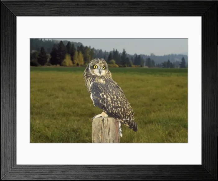 Framed Print : Short-eared Owl - at evening Framed Print : Short-eared Owl - at evening