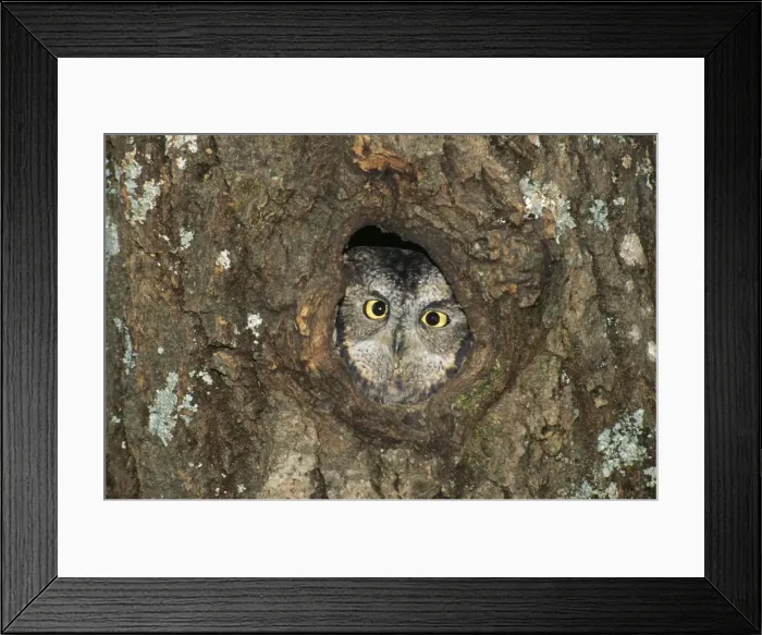 Framed Print : Western Screech Owl - peering from hole in nest. Western USA. Dist. Alaska to Mexico Framed Print : Western Screech Owl - peering from hole in nest. Western USA. Dist. Alaska to Mexico