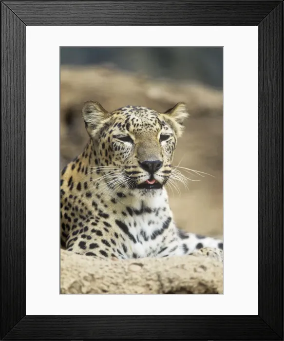 Framed Print : Persian Leopard Framed Print : Persian Leopard