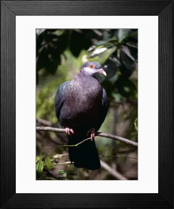 Framed Print : White Throated Pigeon KFO 942 aka Metallic Pigeon / White Throated Wood Pigeon Philippines to N. Guinea and E. to Samoa Columba vitiensis © Kenneth W. Fink / ARDEA LONDON Framed Print : White Throated Pigeon KFO 942 aka Metallic Pigeon / White Throated Wood Pigeon Philippines to N. Guinea and E. to Samoa Columba vitiensis © Kenneth W. Fink / ARDEA LONDON