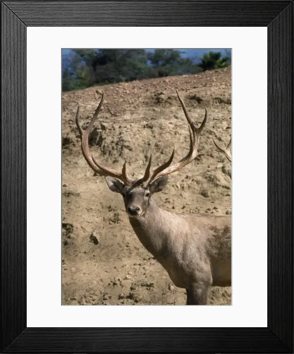 Framed Print : Bactirian Red Deer - stag Framed Print : Bactirian Red Deer - stag
