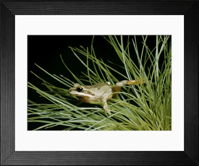 Framed Print : Pacific Tree / Pacific Chorus Frog KFO 98 West USA & Baja California, Mexico. Hyla regilla © Kenneth W. Fink / ARDEA LONDON Framed Print : Pacific Tree / Pacific Chorus Frog KFO 98 West USA & Baja California, Mexico. Hyla regilla © Kenneth W. Fink / ARDEA LONDON