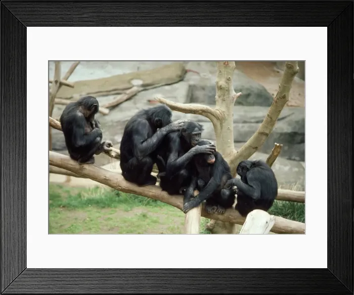 Framed Print : Pygmy Chimpanzee - grooming Framed Print : Pygmy Chimpanzee - grooming