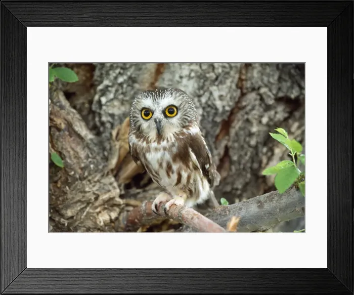 Framed Print : Saw-whet Owl Framed Print : Saw-whet Owl