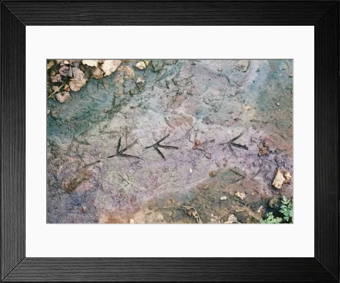 Framed Print : Moorhen KH 191 Walking tracks in mud Gallinula chloropus © Ken Hoy / ARDEA LONDON Framed Print : Moorhen KH 191 Walking tracks in mud Gallinula chloropus © Ken Hoy / ARDEA LONDON