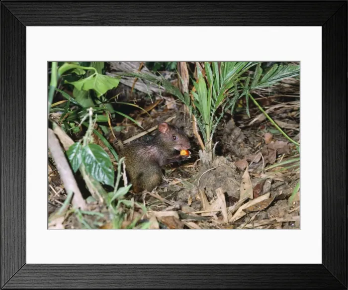 Framed Print : Agouti - eating berry - Guyana - South America
Framed Print : Agouti - eating berry - Guyana - South America