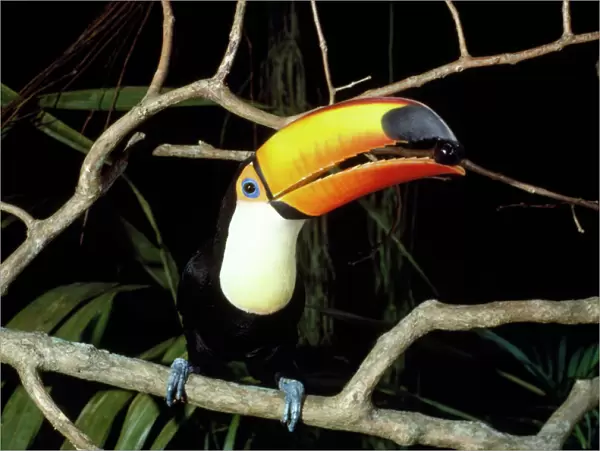 Toco Toucan - feeding on Jamun berry Guyana, South America