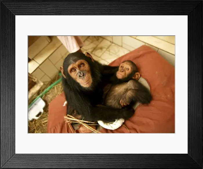 Framed Print : Chimpanzee With young Chimpanzee on bed at Orphanage / Nursery for young chimpanzees Congo, Central Africa Framed Print : Chimpanzee With young Chimpanzee on bed at Orphanage / Nursery for young chimpanzees Congo, Central Africa