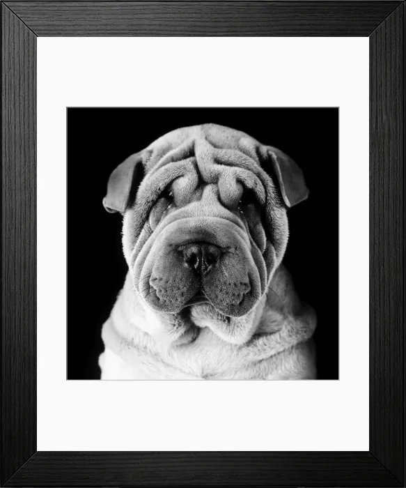Framed Print : Dog - Sharpei Digital Manipulation: B&W Framed Print : Dog - Sharpei Digital Manipulation: B&W