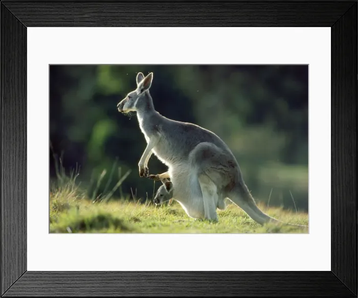 Framed Print : Red Kangaroo - baby in pouch Framed Print : Red Kangaroo - baby in pouch