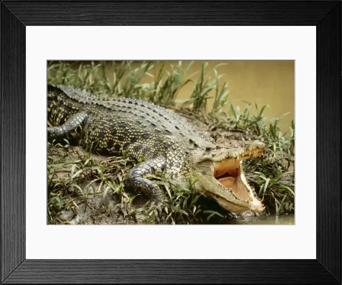 Framed Print : Estuarine Crocodile LA 324 Queensland Australia Crocodilus porosus © J. M. Labat ARDEA LONDON Framed Print : Estuarine Crocodile LA 324 Queensland Australia Crocodilus porosus © J. M. Labat ARDEA LONDON