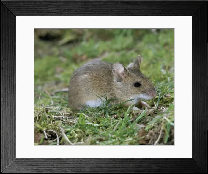 Framed Print : Woodmouse LA 41 Sylvaemus sylvaticus © Jean Micheal Labat / ARDEA LONDON Framed Print : Woodmouse LA 41 Sylvaemus sylvaticus © Jean Micheal Labat / ARDEA LONDON